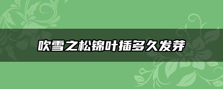 吹雪之松锦叶插多久发芽