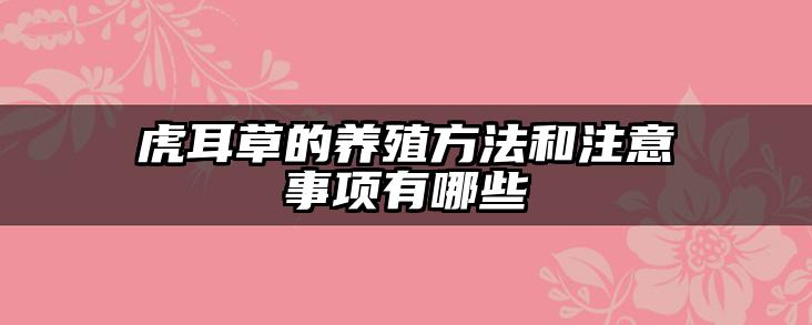 虎耳草的养殖方法和注意事项有哪些