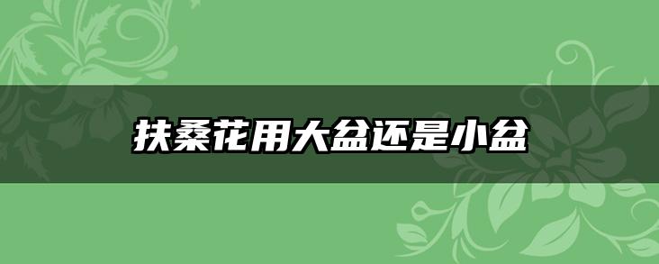 扶桑花用大盆还是小盆