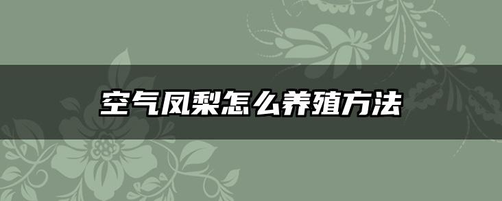 空气凤梨怎么养殖方法