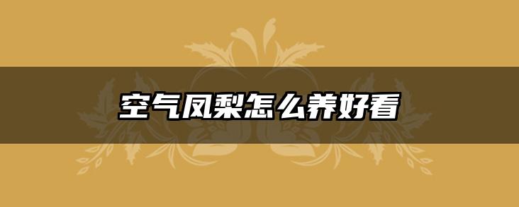 空气凤梨怎么养好看