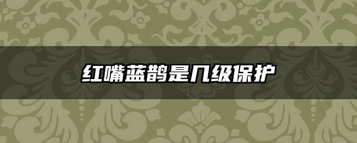 红嘴蓝鹊是几级保护