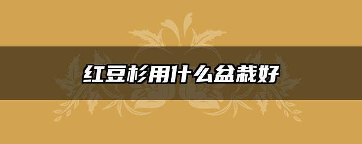 红豆杉用什么盆栽好