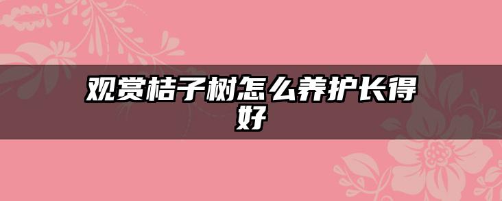 观赏桔子树怎么养护长得好