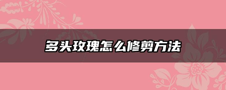 多头玫瑰怎么修剪方法