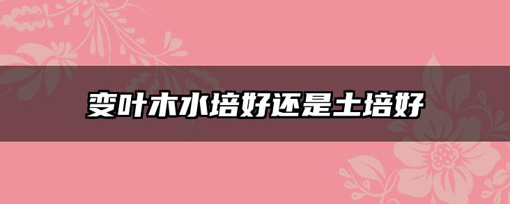 变叶木水培好还是土培好