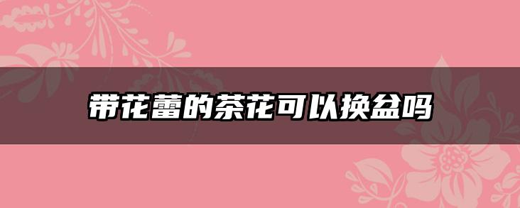 带花蕾的茶花可以换盆吗