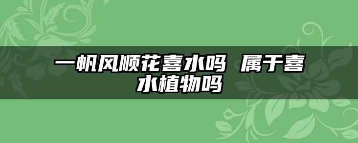 一帆风顺花喜水吗 属于喜水植物吗