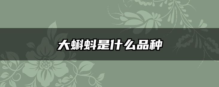 大蝌蚪是什么品种
