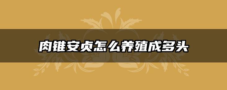 肉锥安贞怎么养殖成多头