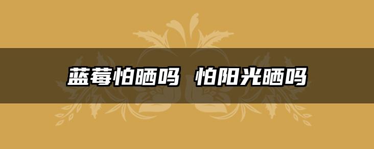 蓝莓怕晒吗 怕阳光晒吗