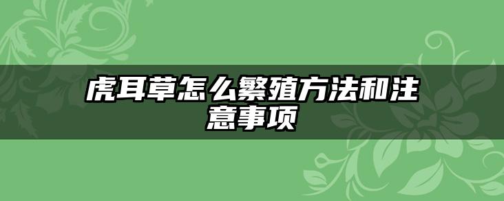 虎耳草怎么繁殖方法和注意事项