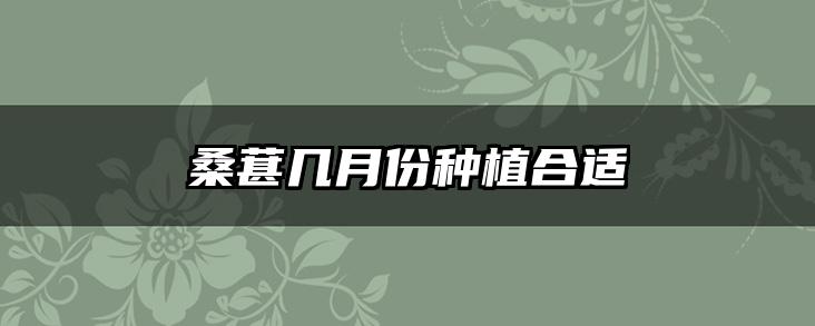 桑葚几月份种植合适