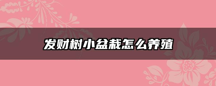 发财树小盆栽怎么养殖