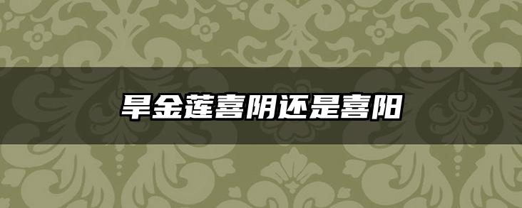 旱金莲喜阴还是喜阳