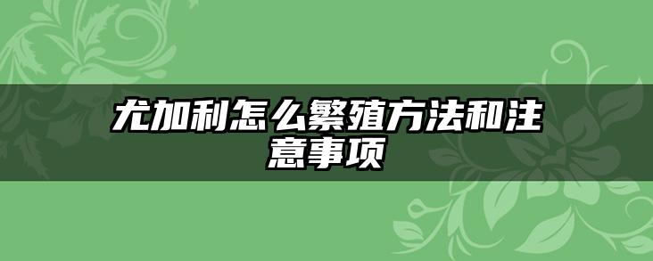 尤加利怎么繁殖方法和注意事项