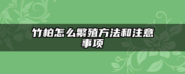 竹柏怎么繁殖方法和注意事项