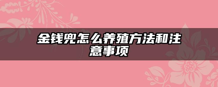 金钱兜怎么养殖方法和注意事项