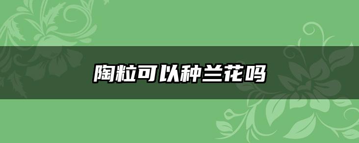 陶粒可以种兰花吗