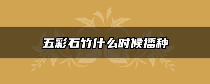 五彩石竹什么时候播种