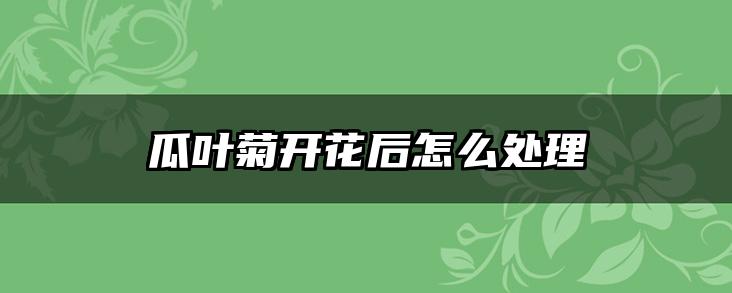 瓜叶菊开花后怎么处理