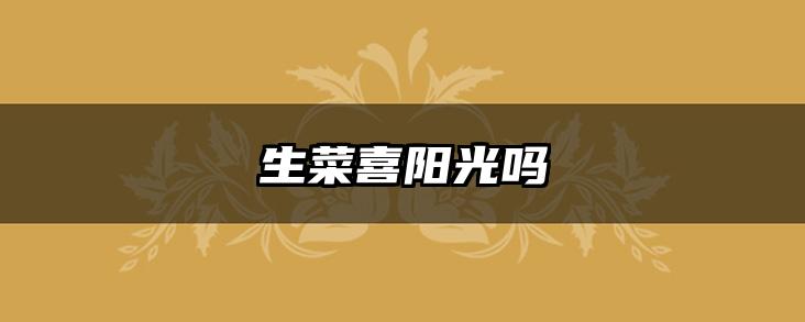 生菜喜阳光吗