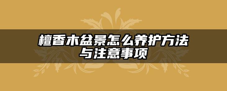 檀香木盆景怎么养护方法与注意事项