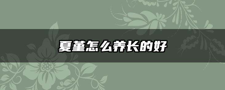夏堇怎么养长的好