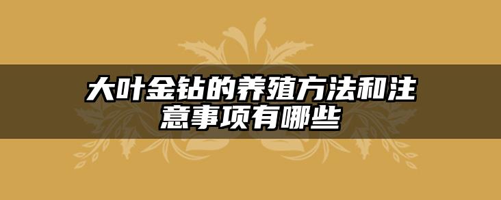 大叶金钻的养殖方法和注意事项有哪些