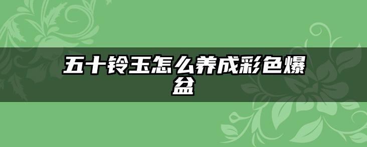 五十铃玉怎么养成彩色爆盆