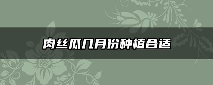 肉丝瓜几月份种植合适