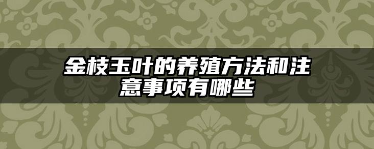 金枝玉叶的养殖方法和注意事项有哪些