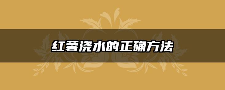 红薯浇水的正确方法
