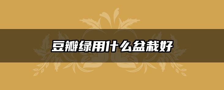 豆瓣绿用什么盆栽好