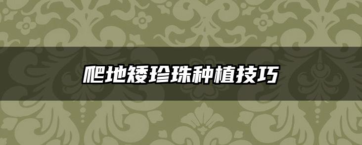 爬地矮珍珠种植技巧