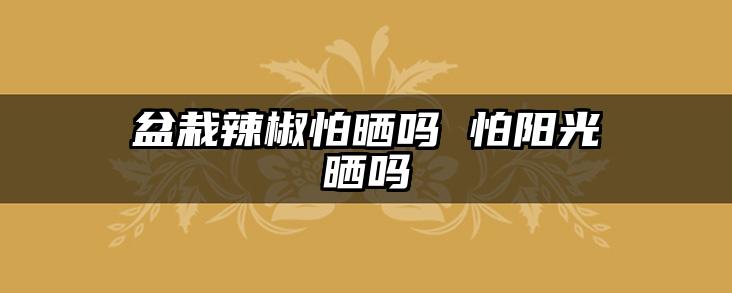 盆栽辣椒怕晒吗 怕阳光晒吗
