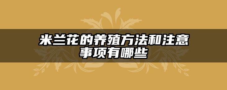 米兰花的养殖方法和注意事项有哪些