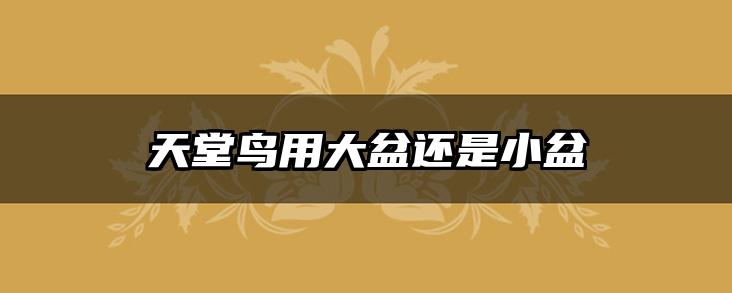 天堂鸟用大盆还是小盆