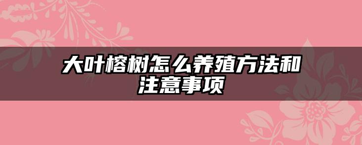 大叶榕树怎么养殖方法和注意事项