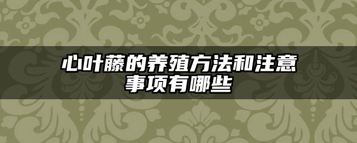 心叶藤的养殖方法和注意事项有哪些