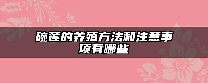 碗莲的养殖方法和注意事项有哪些
