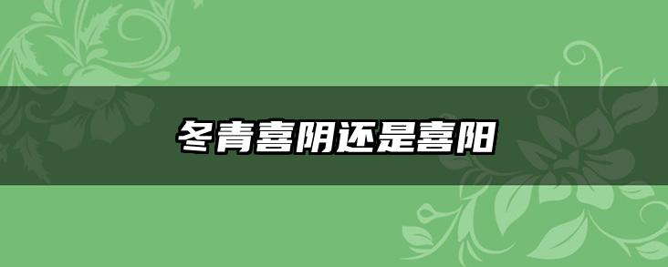 冬青喜阴还是喜阳