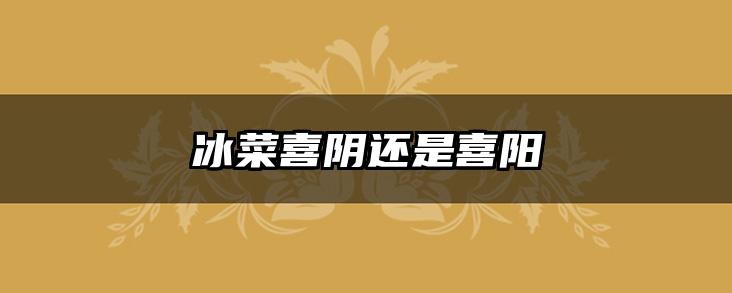 冰菜喜阴还是喜阳