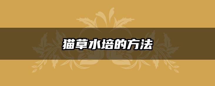 猫草水培的方法