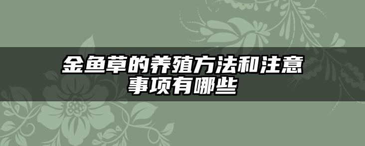 金鱼草的养殖方法和注意事项有哪些