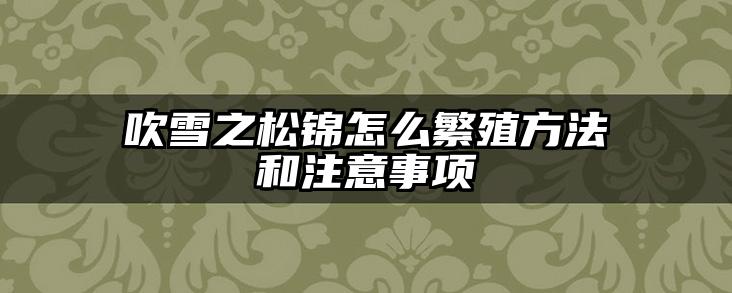 吹雪之松锦怎么繁殖方法和注意事项