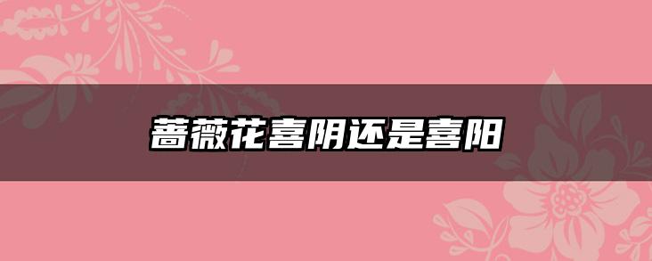 蔷薇花喜阴还是喜阳