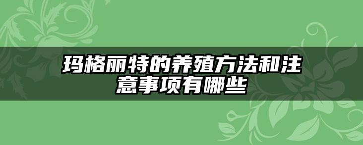 玛格丽特的养殖方法和注意事项有哪些