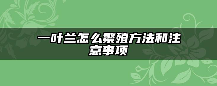 一叶兰怎么繁殖方法和注意事项