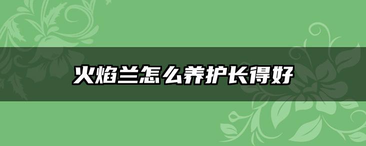 火焰兰怎么养护长得好